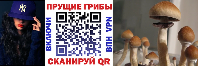 mega зеркало Минусинск Псилоцибиновые грибы GOLDEN TEACHER где купить наркоту